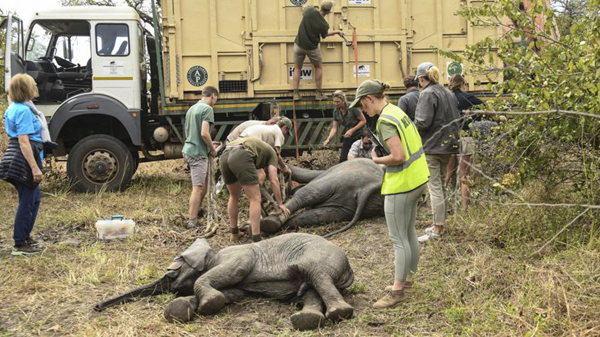 Zimbabwe moves 2,500 wild animals due to climate change